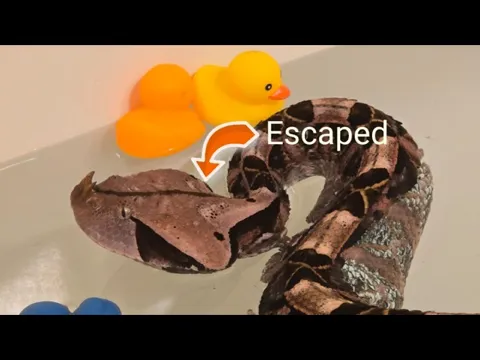 ../../assets/images/yt_thumbs/20261006174549_EfLZgKcdZwU.png