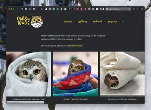 Owls in Towels