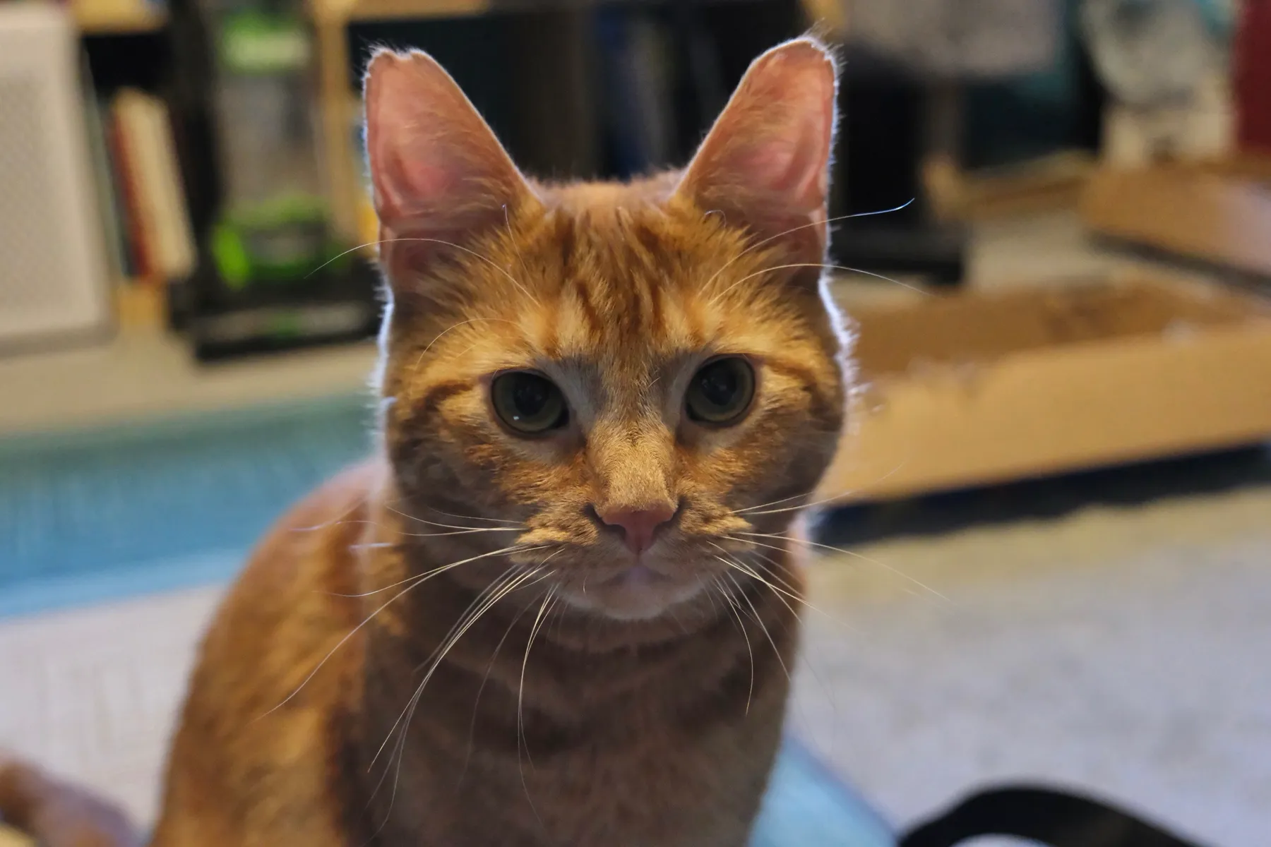 MikanBoi